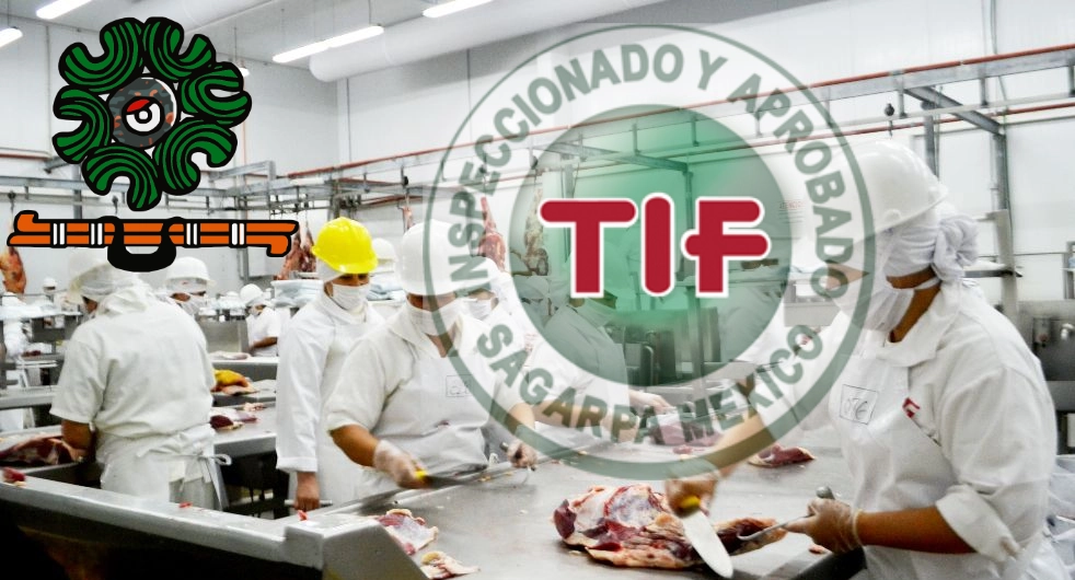 En este momento estás viendo ¿Qué es la certificación TIF?